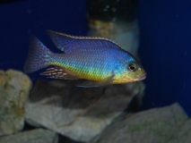 Otopharynx sp."spot" Sani (male)