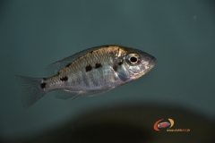 Otopharynx sp."spot" Sani (femelle)