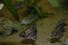 Aulonocara hansbaenschi  Ntekete (femelle)