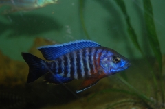 Aulonocara hansbaenschi Ntekete (male)