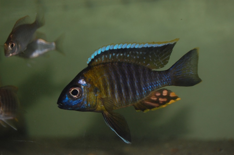 Aulonocara sp.