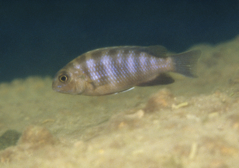 Tropheops microstoma Otter Point (femelle)