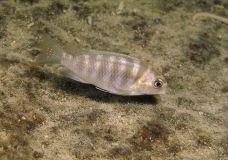 Tropheops microstoma Otter Point (femelle)