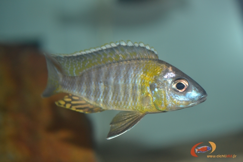 Aulonocara sp. 