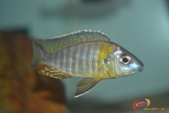 Aulonocara sp. "yellow collar" Chemwezi rocks (jeune mâle)
