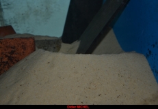 Copadichromis sp. 
