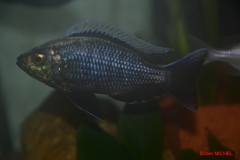 Copadichromis sp. 