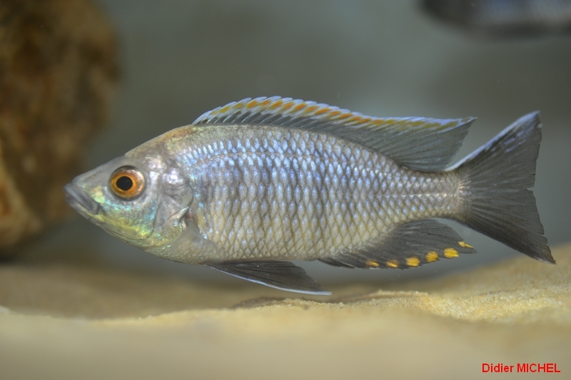 Copadichromis sp. 