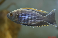 Copadichromis sp. 