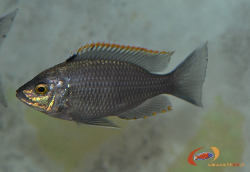 Copadichromis sp. 