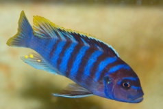 Maylandia cyneusmarginatus Chia Lagoon (mâle)