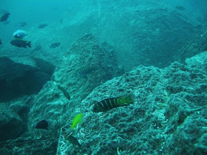 Pseudotropheus sp. 