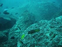 Pseudotropheus sp. 