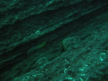 Pseudotropheus sp. 