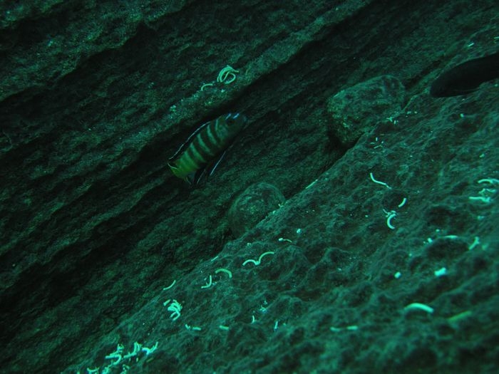 Pseudotropheus sp. 