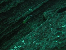 Pseudotropheus sp. 