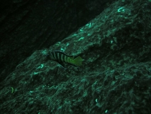 Pseudotropheus sp. 