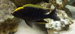 Aulonocara maylandi Chimwalani Reef (mâle)