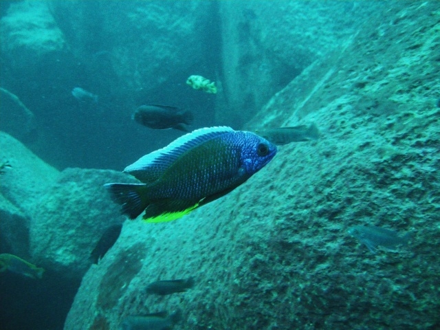 Copadichromis borleyi  Taiwan Reef (Male)