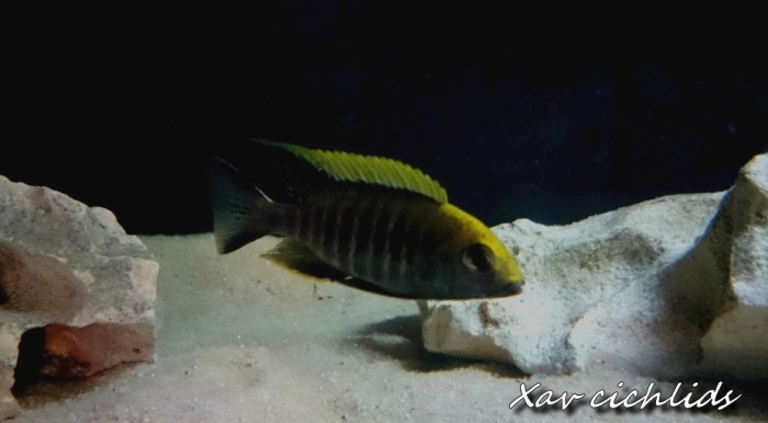 Aulonocara maylandi Chimwalani Reef (mâle)