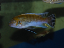 Labeotropheus trewavasae Chirwa Island (Mâle)