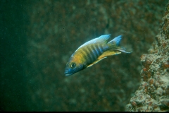 Aulonocara jacobfreibergi Ilala (Mâle)