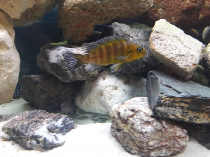 Pseudotropheus sp. 