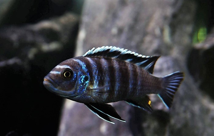 Cynotilapia zebroides Puulu (Mâle)