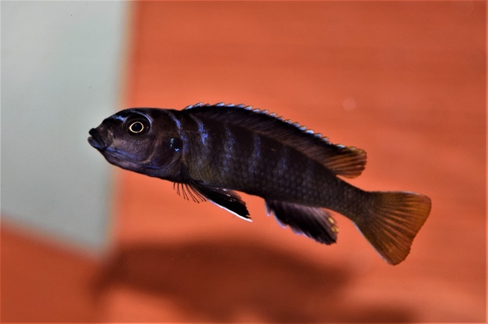Cynotilapia sp. 