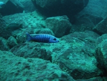 Sciaenochromis fryeri Taiwan Reef (mâle)