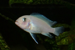 Maylandia callainos Nkanda (Femelle)
