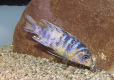 Maylandia xanstomachus  Maleri Island (Mâle MC)