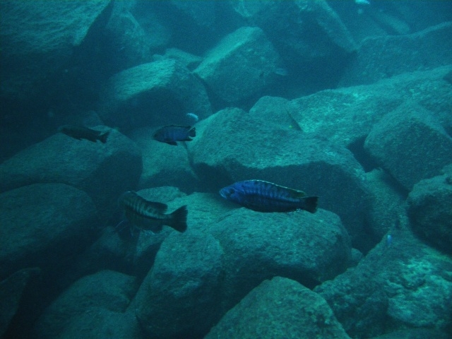 Tyrannochromis macrostoma Taiwan Reef (Couple)