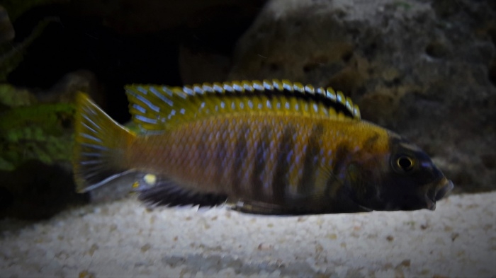 Tropheops sp. 