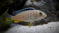Tropheops sp. 