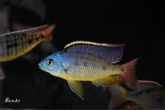 Protomelas virgatus Namalenje (Male)