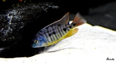 Protomelas virgatus Namalenje (Male)