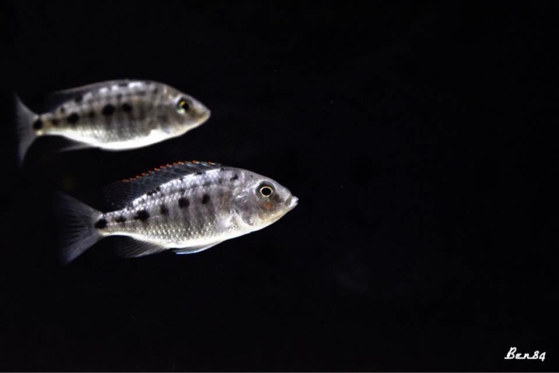 Protomelas virgatus Namalenje (femelle)