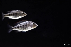 Protomelas virgatus Namalenje (femelle)