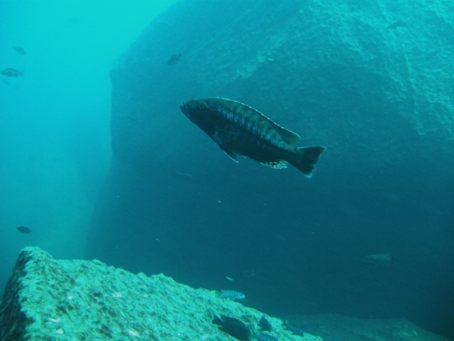 Tyrannochromis macrostomaTaiwan Reef (Male)