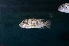Labeotropheus fuelleborni Thumbi West Island (femelle)