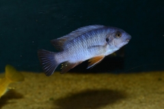 Labeotropheus fuelleborni Thumbi West Island (male)