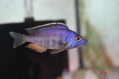 Placidochromis sp. 