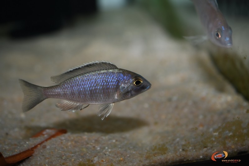 Placidochromis sp. 