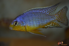 Protomelas sp. 