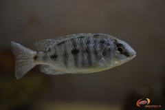 Protomelas sp. 