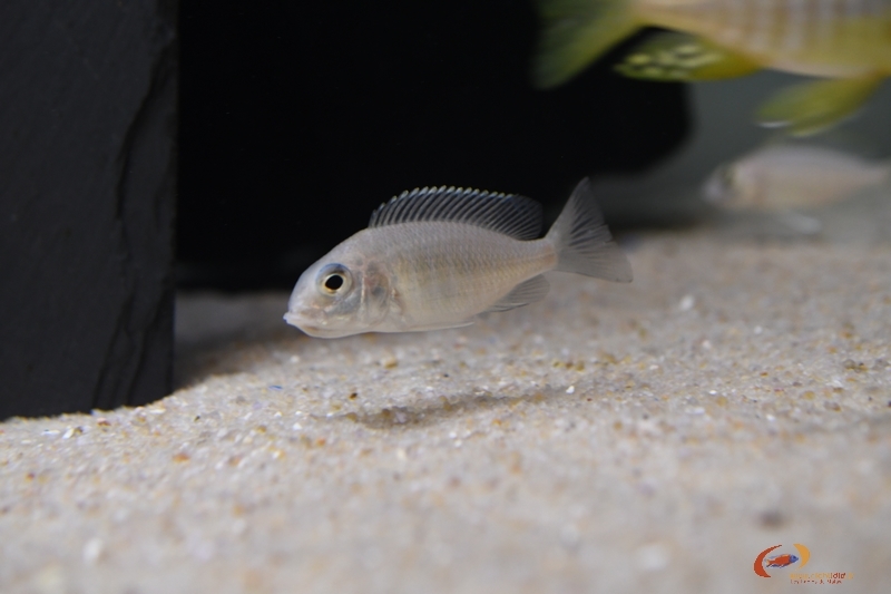 Aulonocara sp. 