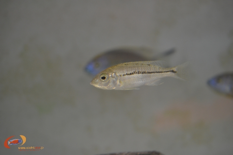 Nyassachromis prostoma Namitumbwe (Femelle)
