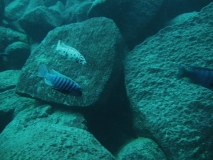 Maylandia zebra Taiwan Reef (Mâle BB et MC)