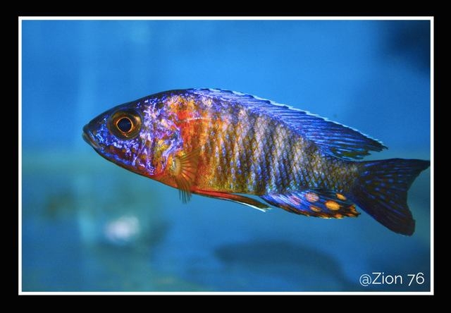 Aulonocara stuargranti Nametumbwe